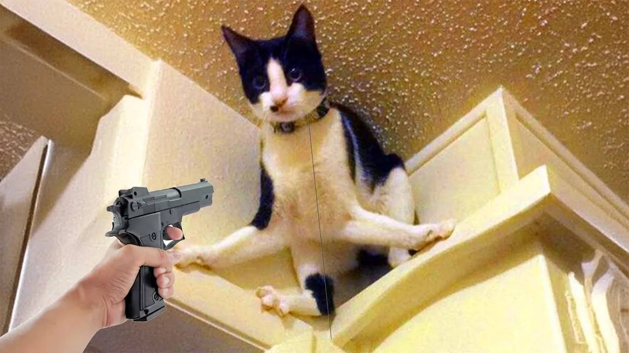 Попробуйте не засмеяться Видео с кошками и собаками - ЛУЧШИЕ смешные животные