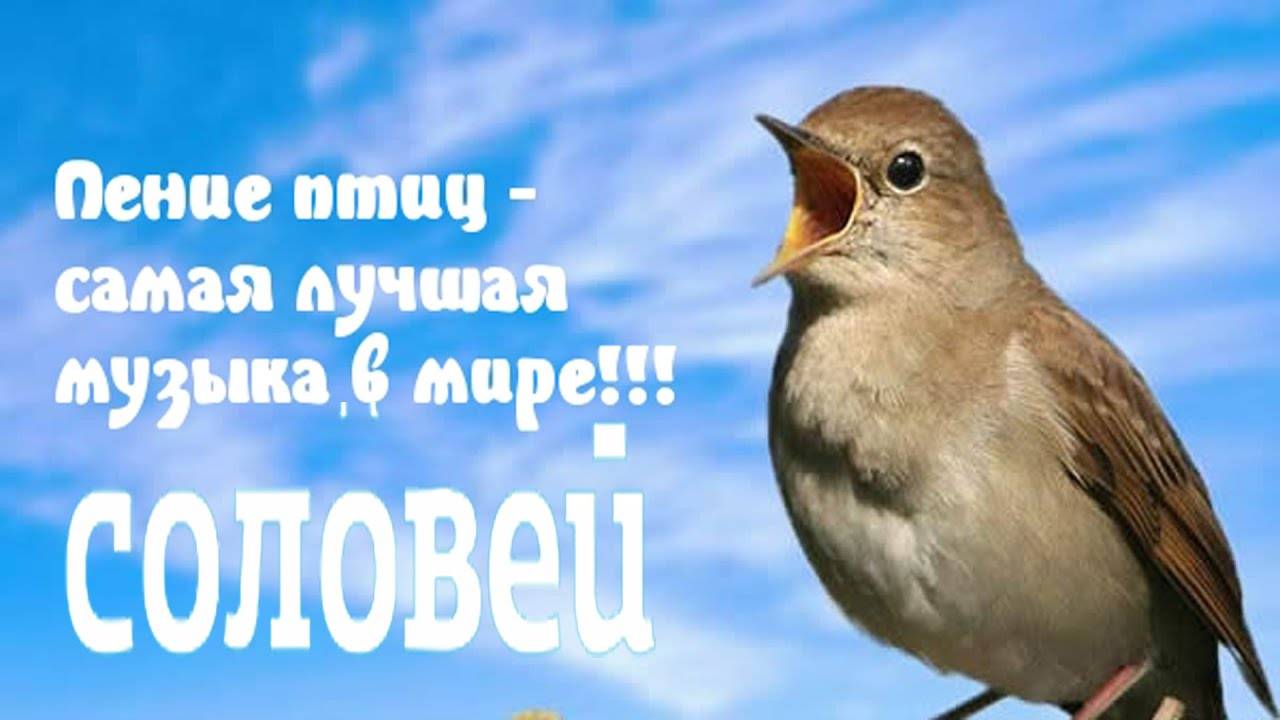 Слушая пение соловья, вы окунетесь в сказку весеннего леса и пробуждающейся природы...
