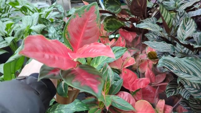 08.02.25.Орхидеи в Оби Мега Парнас..СПб.