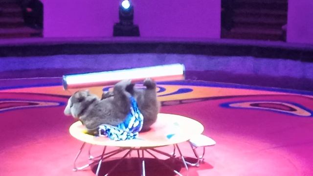 Мишка акробат