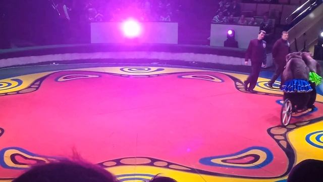 Мишки на мотоциклах и велосипедах