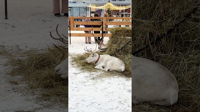 Небольшое видео об экоферме на площадке у Дома пионеров Москва. Приходите днём.