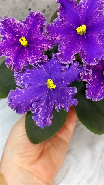 Фиалка НД-Взрывная Брюнетка