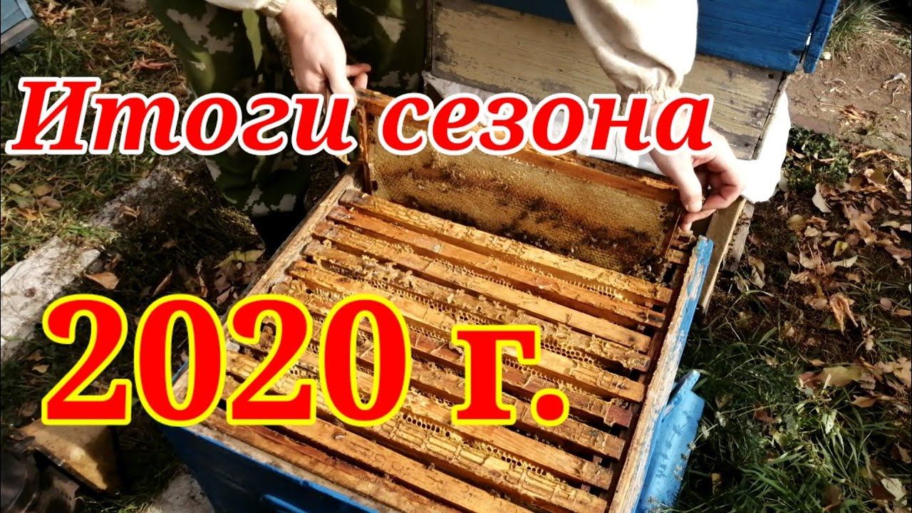 Итоги сезона 2020г. Пчелопакеты, количество мёда, отводки, рои/ Пчеловодство на Урале