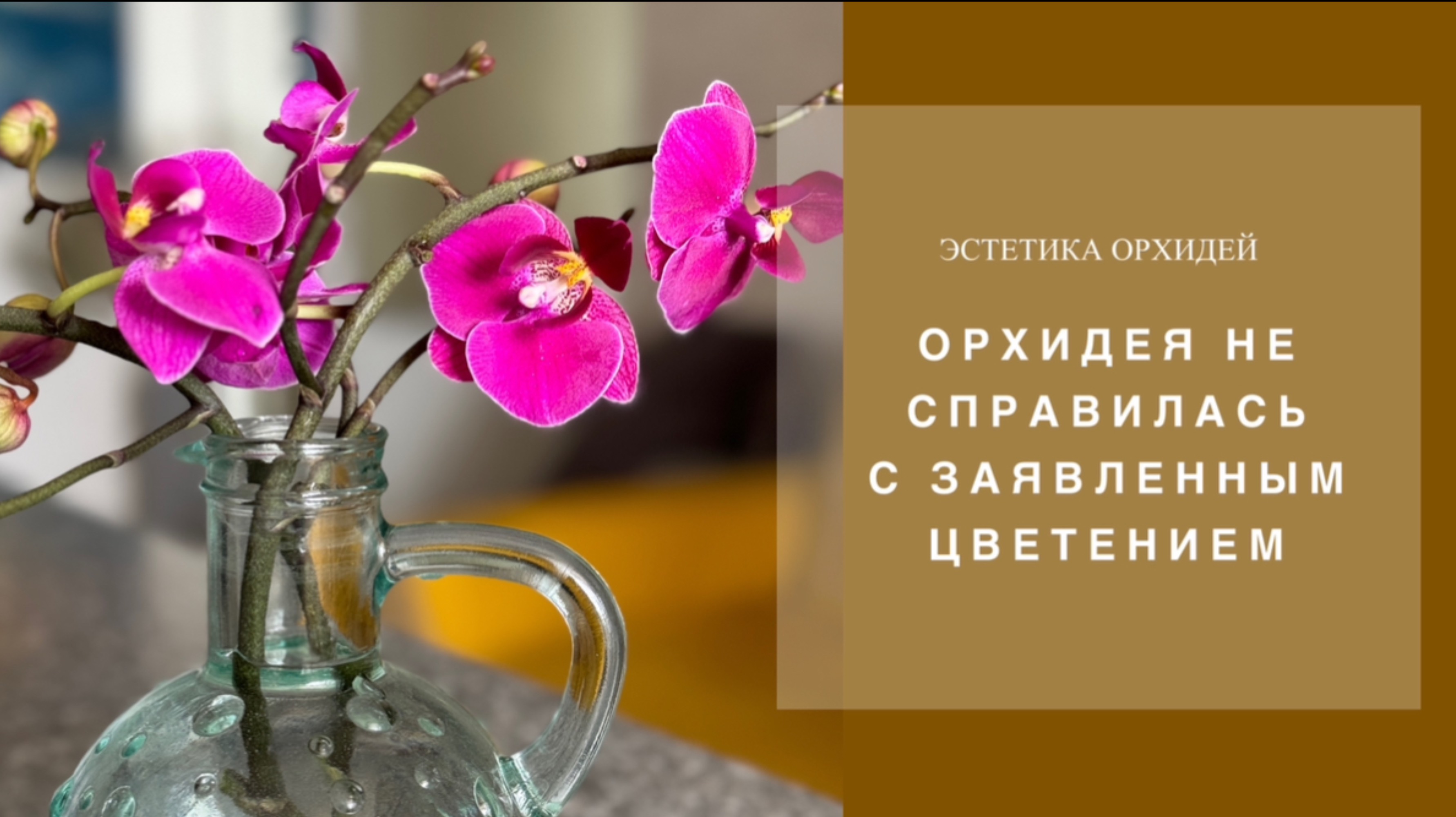 Более 35 бутонов засушила орхидея😯 Нечего занимать вакантное место на стеллаже если не цветешь!