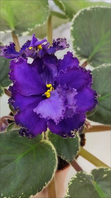 Фиалка РМ-Черный Оникс спорт