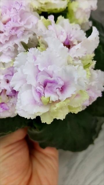 Фиалка АВ-Свадебное Путешествие