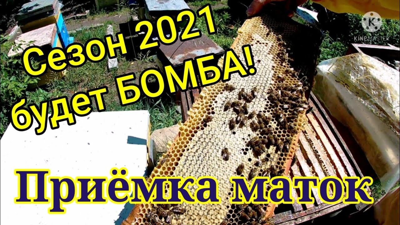 Отличный сезон для пчеловодства 2021 г. Проверка приёма маток