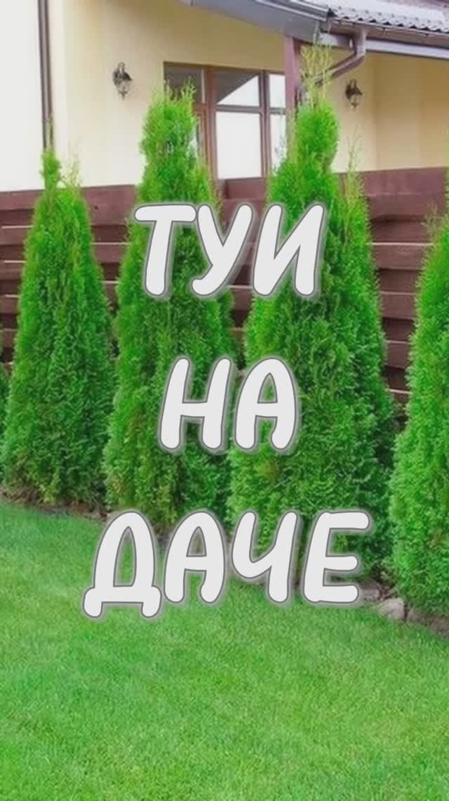 Туи из семян