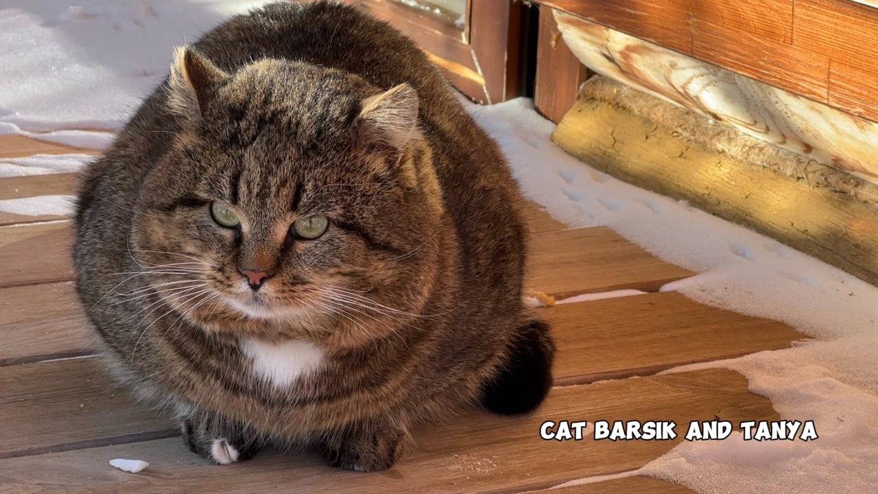 Аудио. Стихи Наташи Ива читают Таня Тумилевич и Барсик.