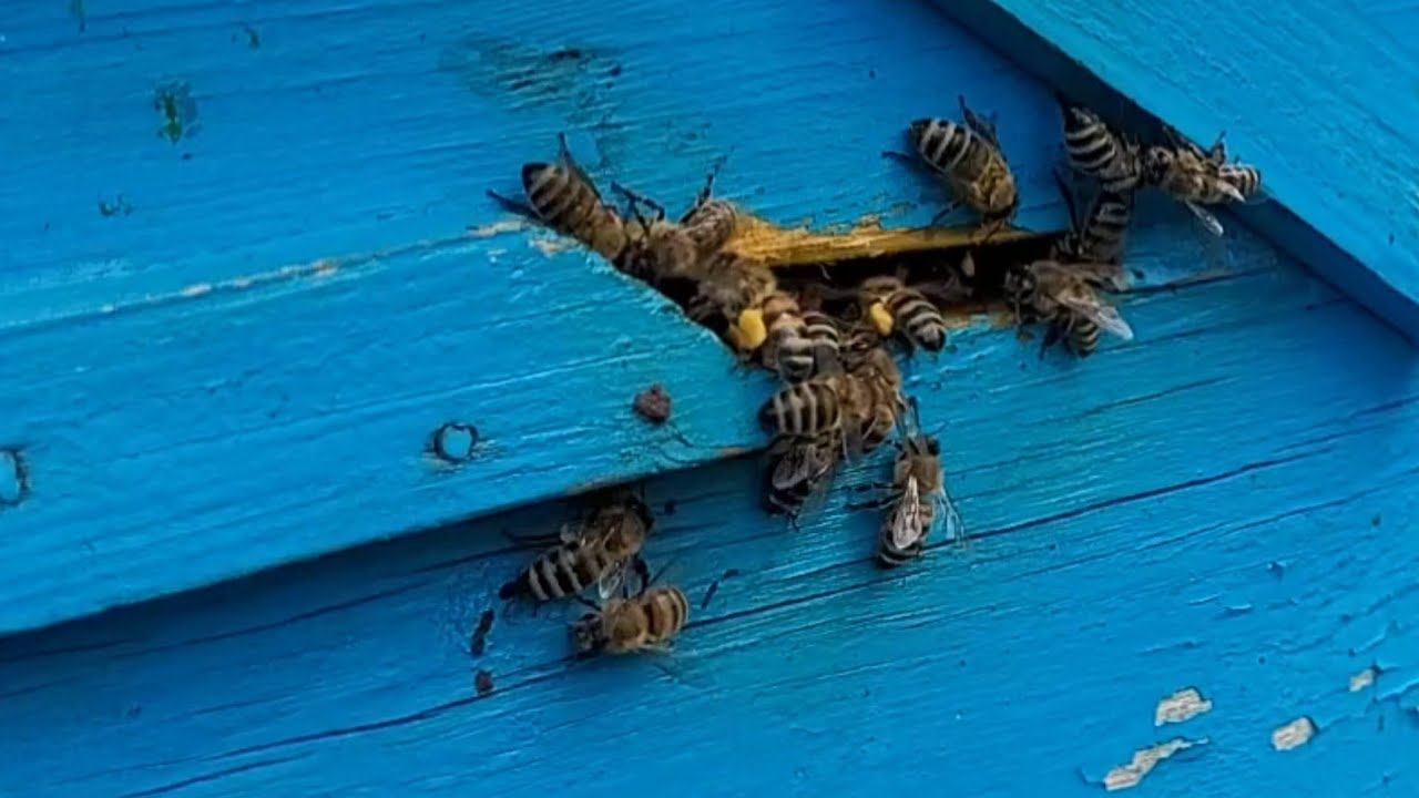 Конец главного взятка! Как несут нектар и пергу мои труженицы!