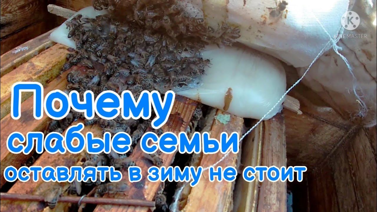 Почему не стоит оставлять слабые семьи в зиму при зимовке на воле!? Наглядно!