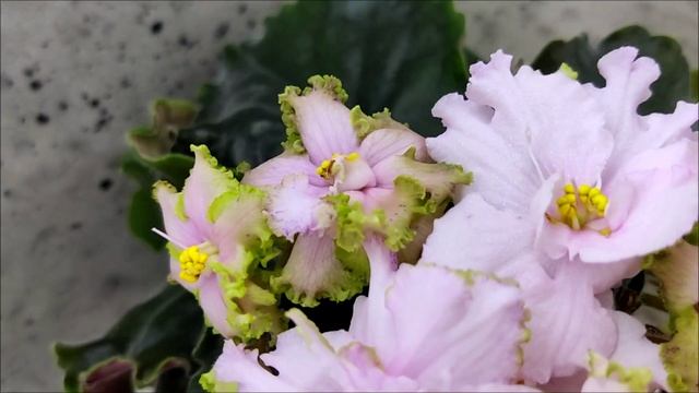 Фиалка БР-Лесной Дух спорт по листу