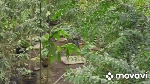 Томский ботанический сад. Оранжерея 1