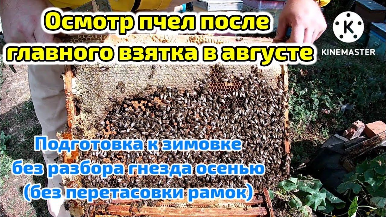 Осмотр пчел после главного взятка в августе! Подготовка к зимовке без разбора гнезда (без перетасовк