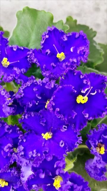 Фиалка АВ-Тысяча и Одна Ночь