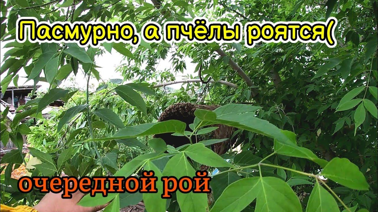 Очередной рой! Пасмурно, а пчёлы роятся...