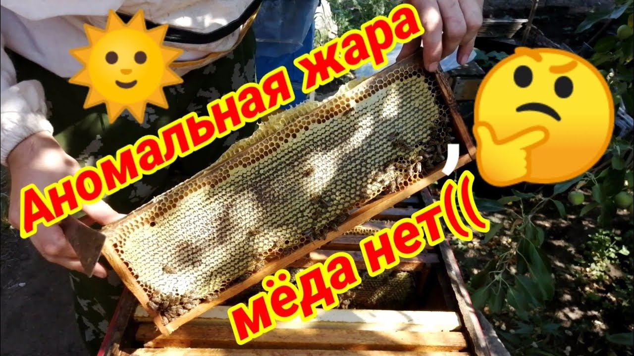 Аномальная жара - мёда нет(. Такого сезона у меня ещё не было
