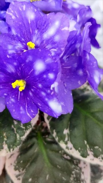 Фиалка Rivermist Galaxy