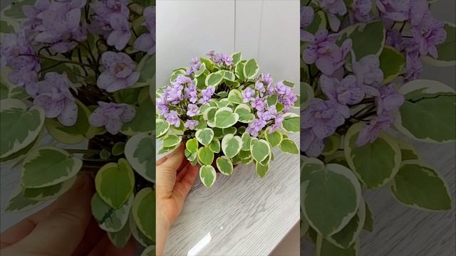 Фиалка химерный трейлер Жемчужный Восторг