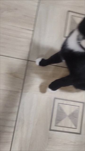 Котяра меня не впускает на кухню. 
Интересно 🤔💭 что он там охраняет котлетку или рыбку???