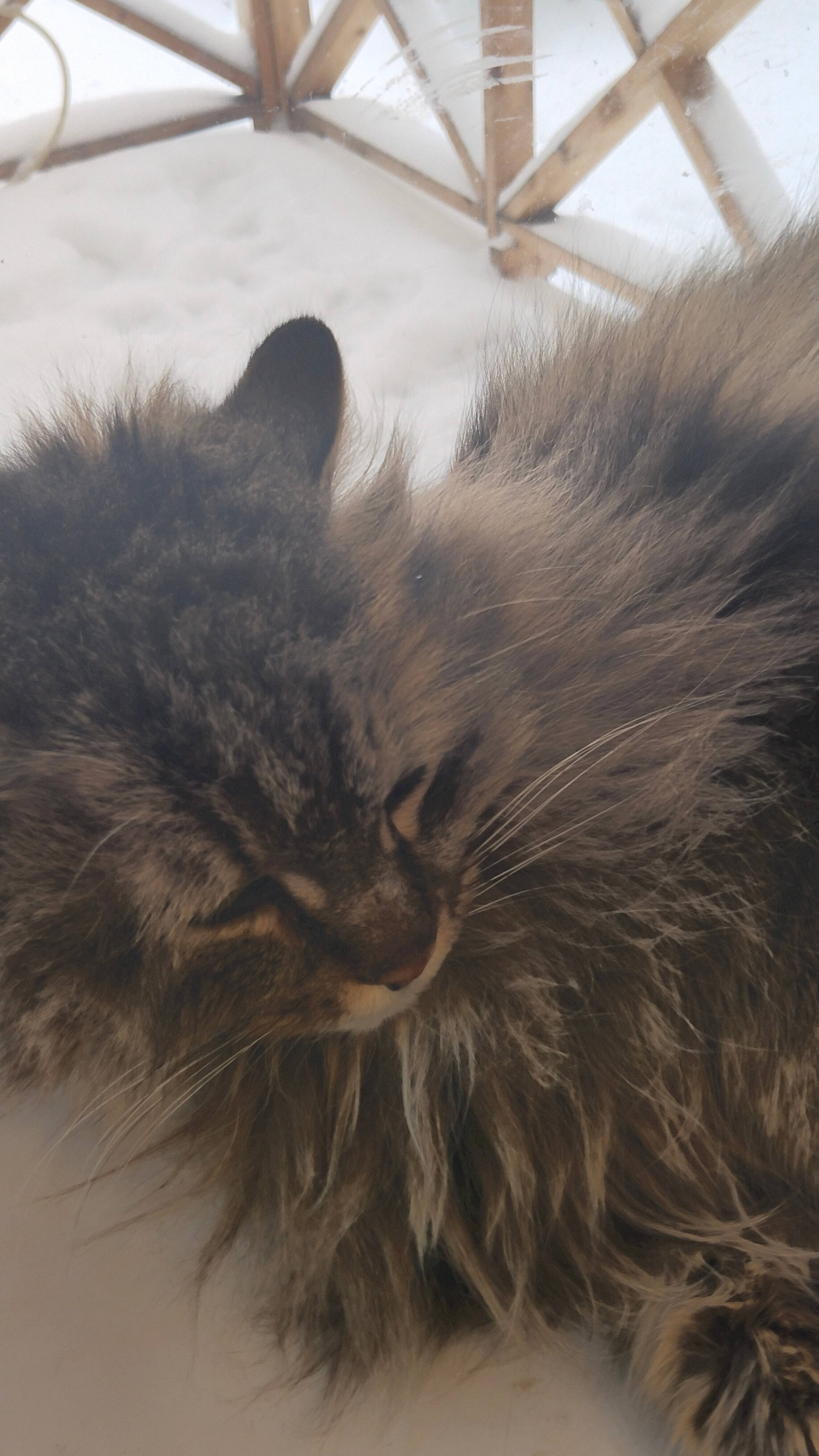 Зимний кот. А ваши чем заняты?