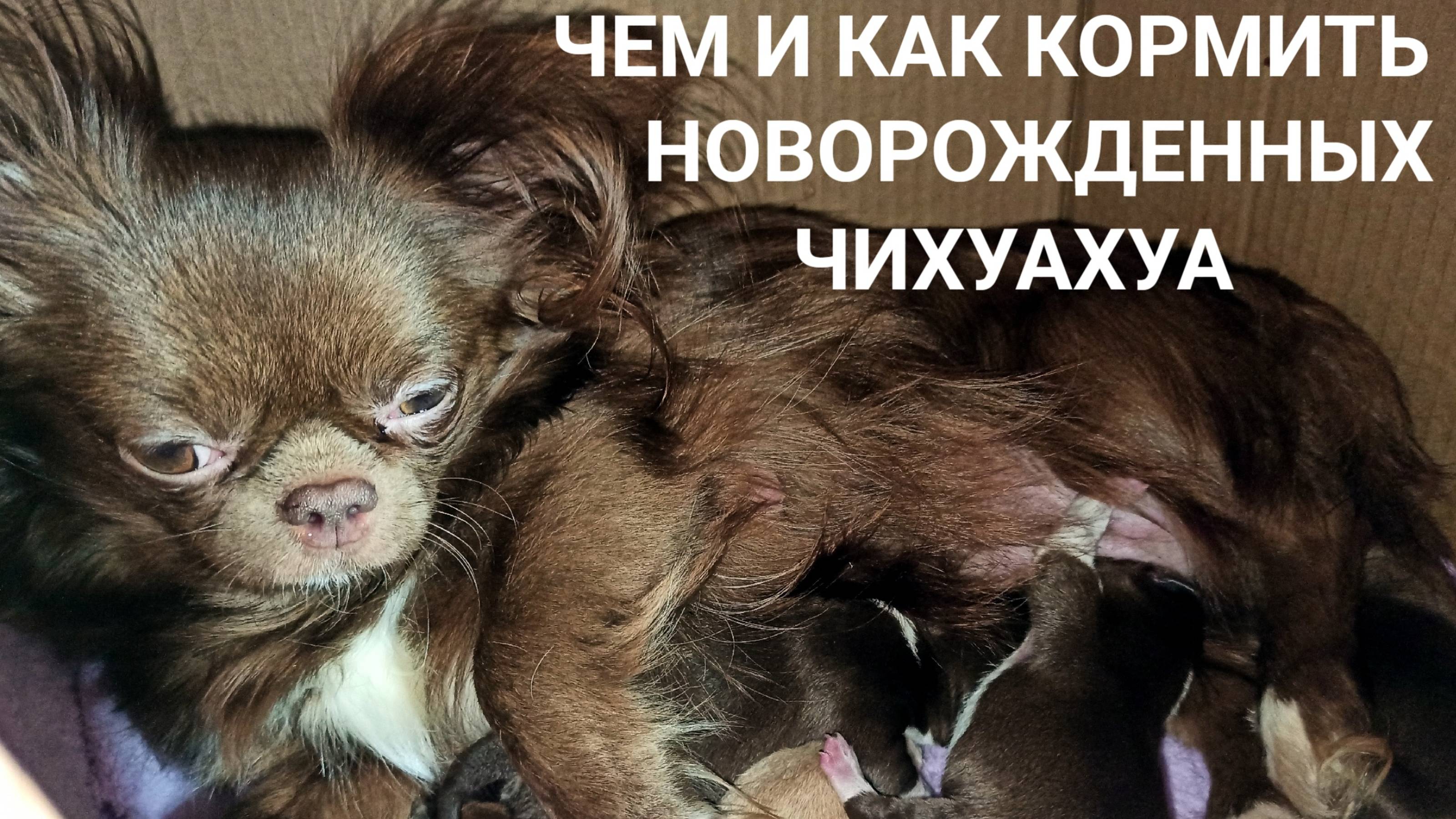 #КАК_кормить_НОВОРОЖДЕННЫХ_щенков ? 10.02.25 #ЧЕМ_заменить_МОЛОКО_собаки_мамы_КОРМЛЕНИЕ_чихуахуа ?