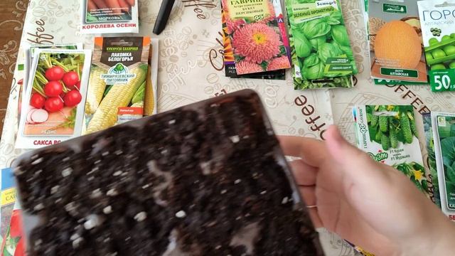 Посев семян петунии на рассаду в домашних условиях\\ 6 февраля 2025 петунии на рассаду