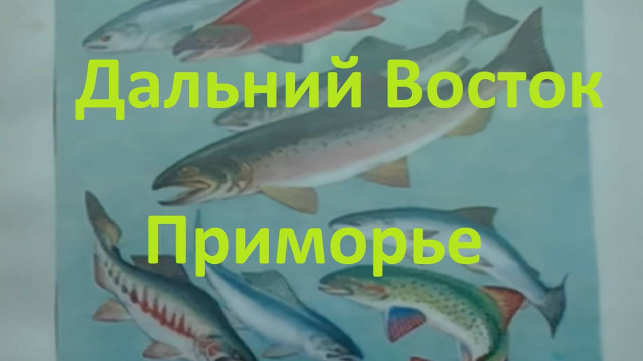 (8)РЫБЫ СССР 1949 ДВ и Приморье