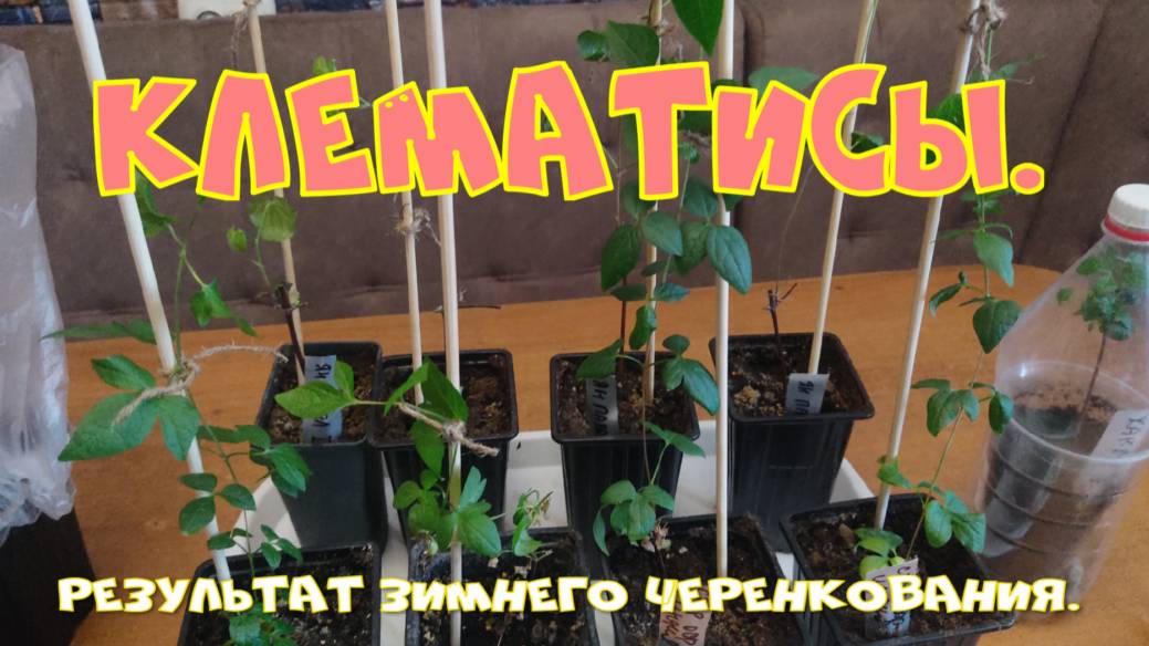 КЛЕМАТИСЫ. ИТОГ ЗИМНЕГО ЧЕРЕНКОВАНИЯ.