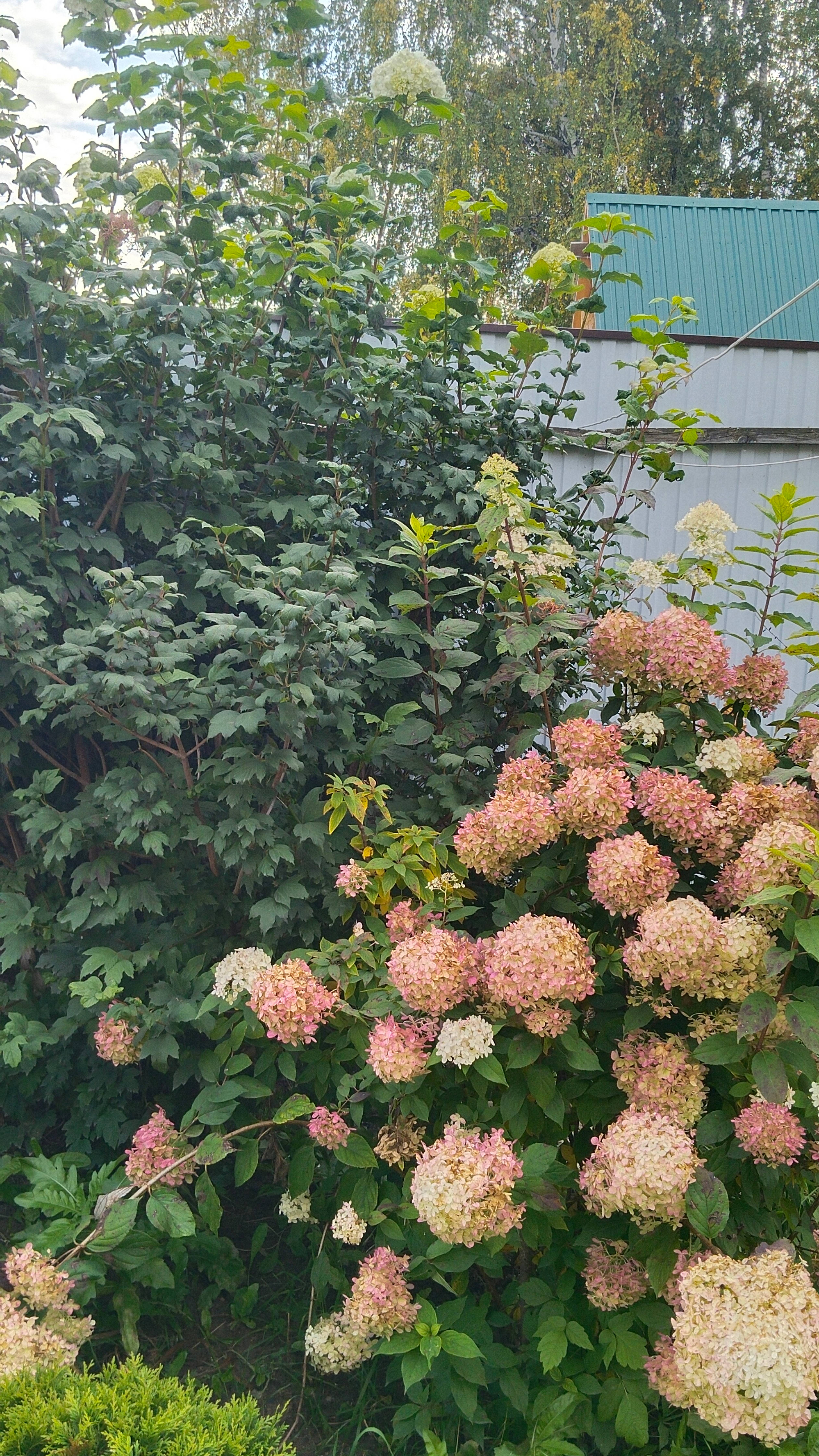 Странности осени 2024