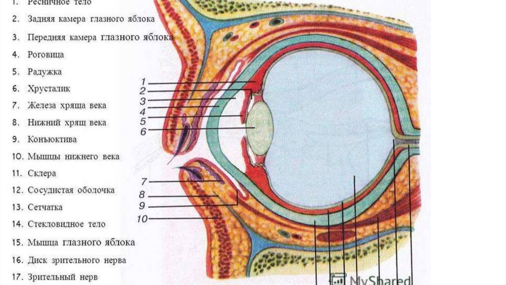 OPENEYE_Дисфункция мейбомиевых желез. Часть 1.