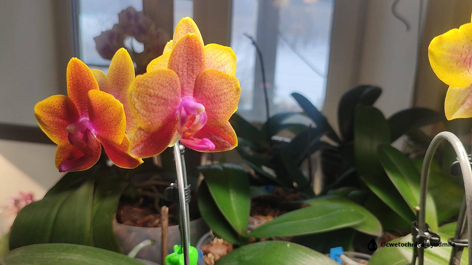 Цветение моих фаленопсисов