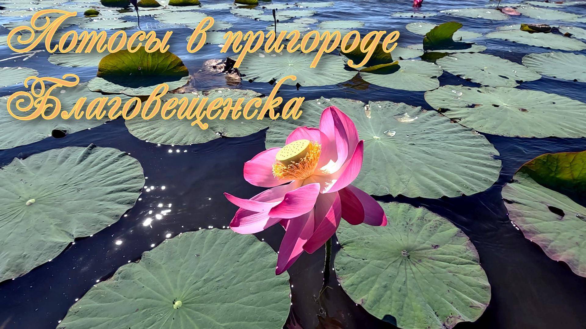 Лотосы Комарова в пригороде Благовещенска