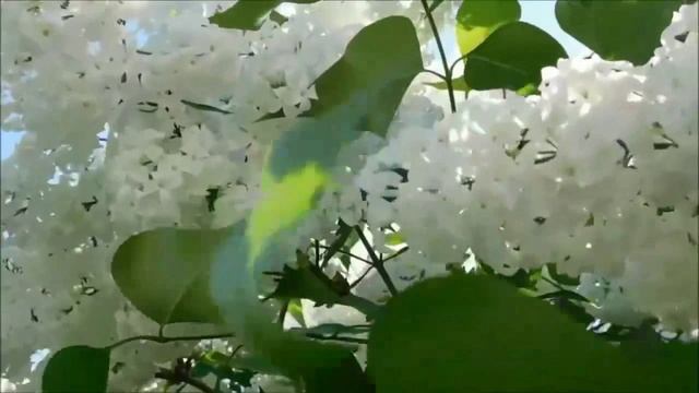 Сергей Одинцов - Белая сирень