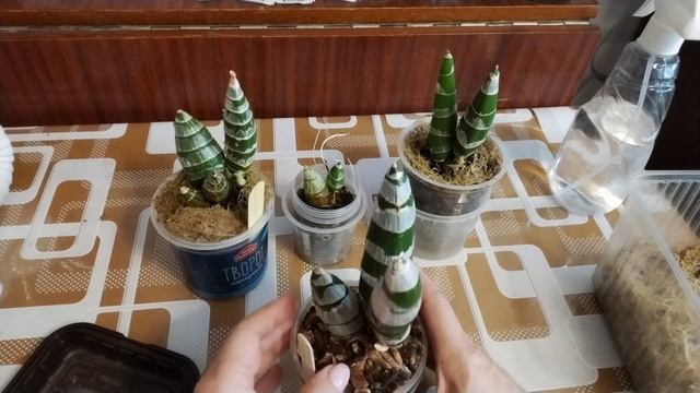 На морковной грядке появились всходы 💞