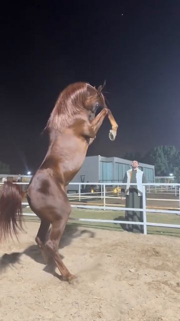 арабский скакун пляшет на дыбах