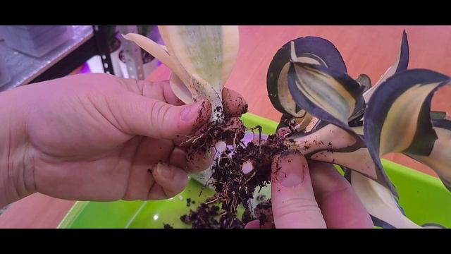 Мутация сансевиерии Голден Венди в Ханни Вайт.