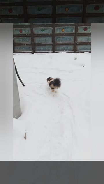 Зима в Ленинградской области ❄️ ❄️ ❄️