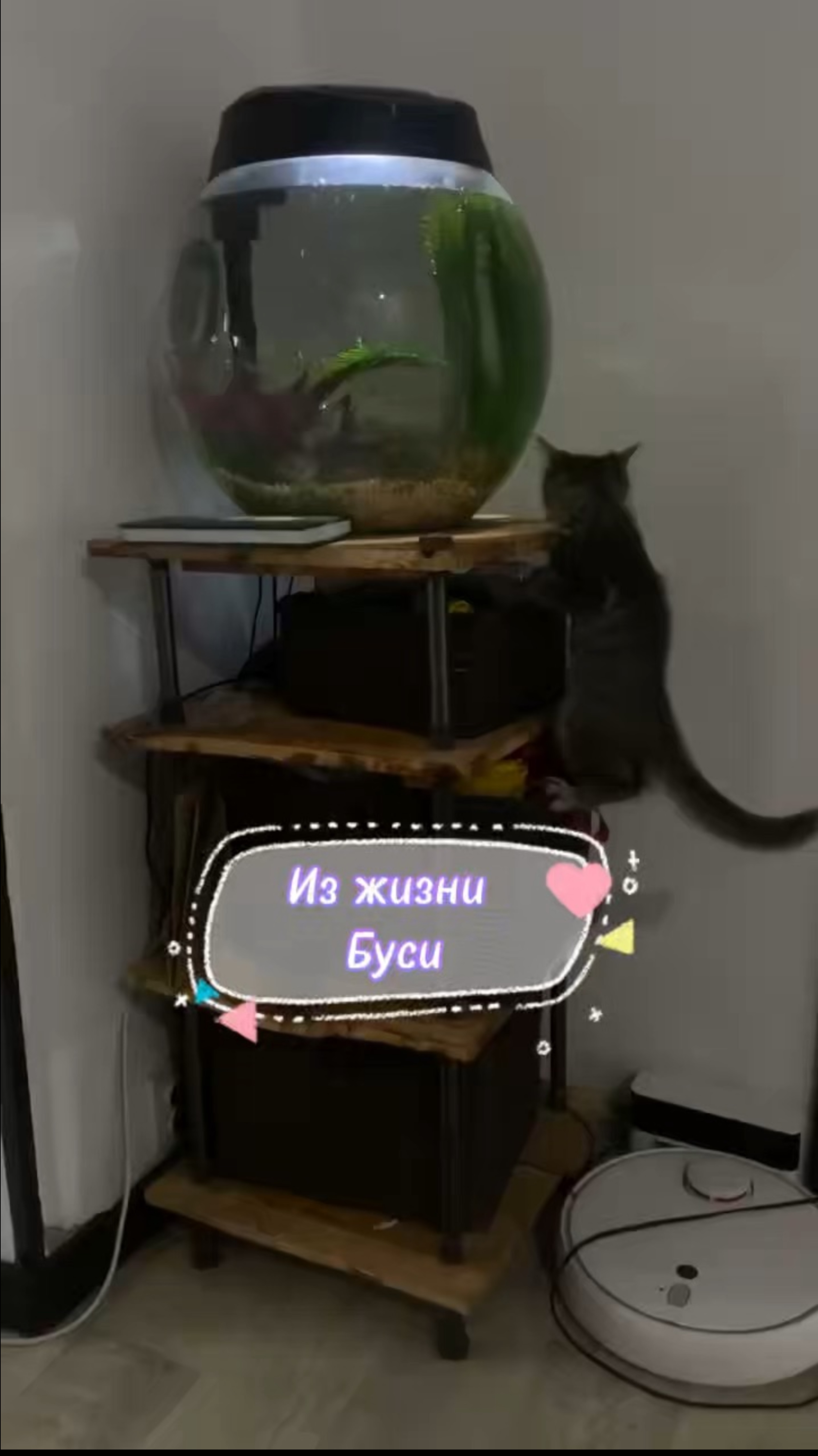 Бусинка растет. Продолжение истории про подобранную котю