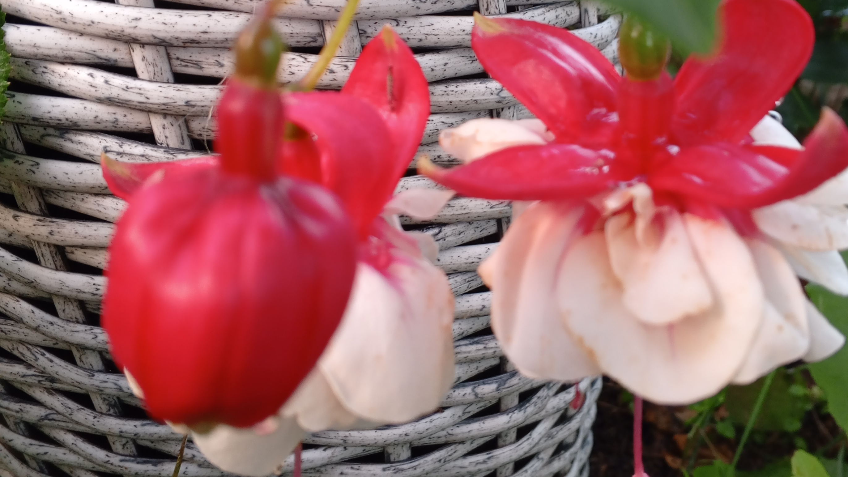 Кашпо из ротанга. часть 1. подготовка основы