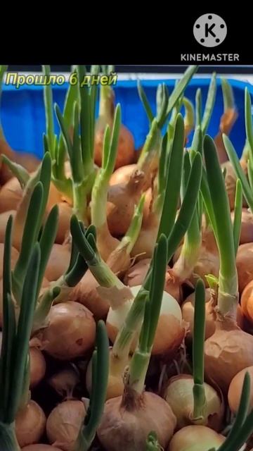 Выращиваем зелень! Как быстро вырастить зелень на подоконнике!