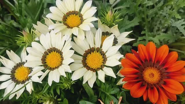 ГАЦАНИЯ | КАК ДОБИТЬСЯ ЦВЕТЕНИЯ