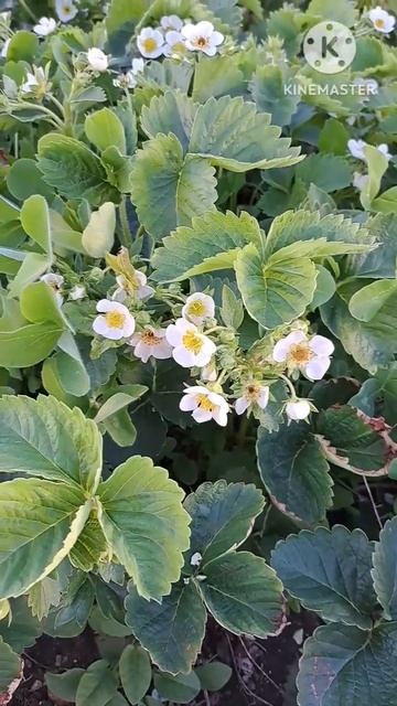 Купчиха! Клубника зацвела после холодной весны! Ждём урожай!