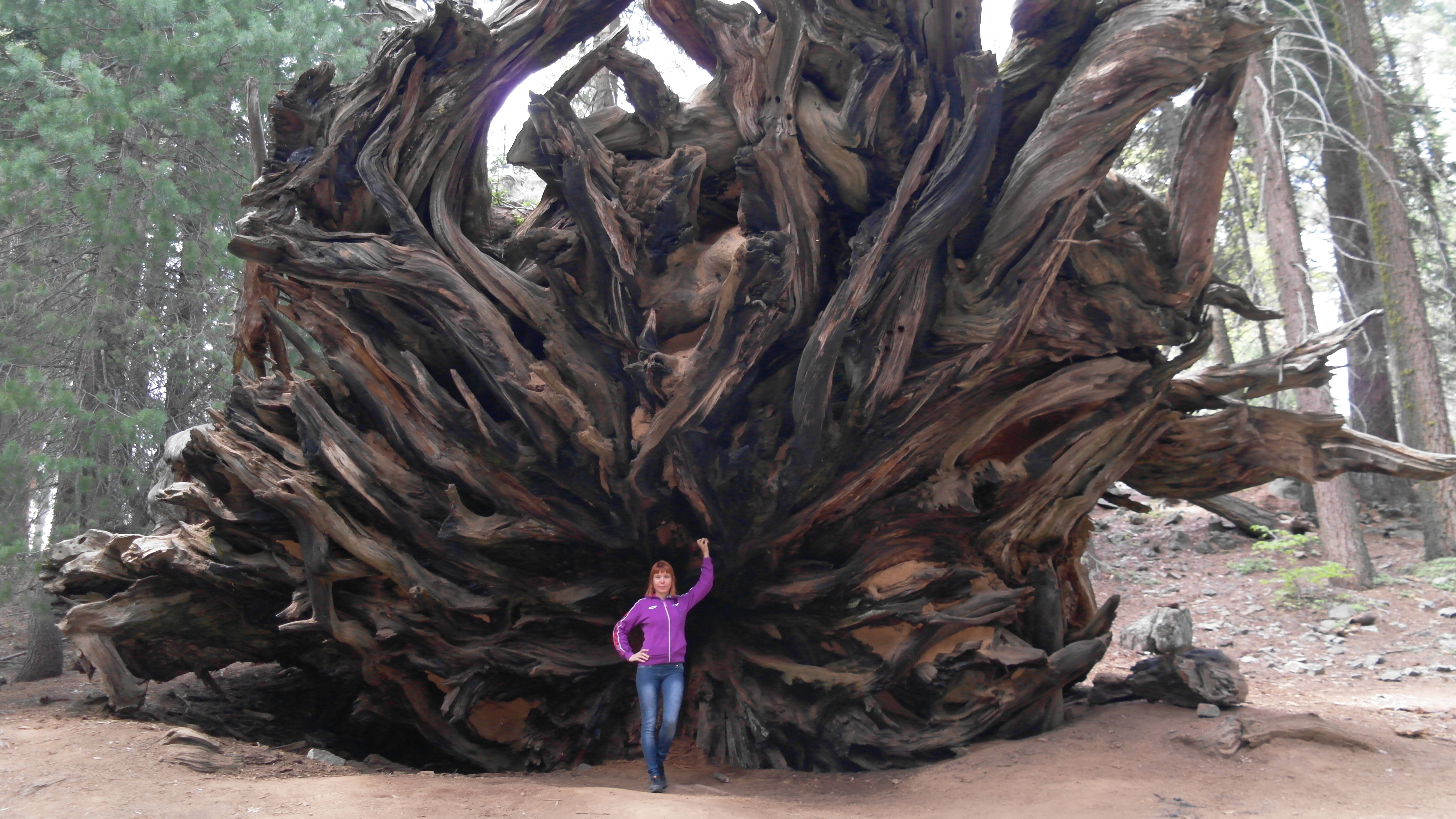 США: серия 4 из 17. Национальный парк Секвойя.