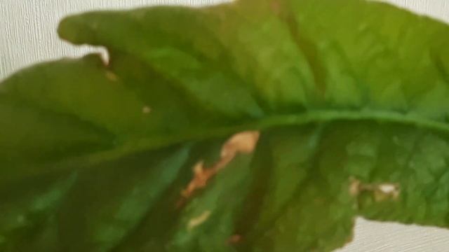 Клещ на стрептокарпусах