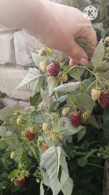 Ремонтантная малина в нашем саду!