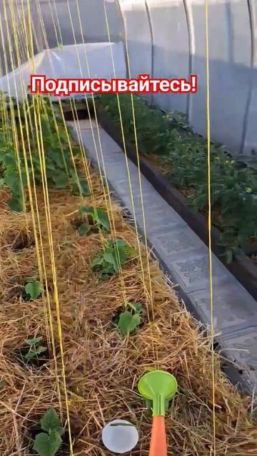 Теплица из поликарбоната! Первый сезон!