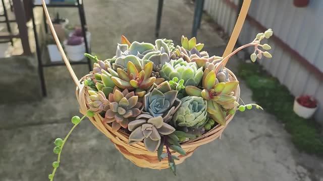 Как сделать мини-садик из суккулентов в корзинке