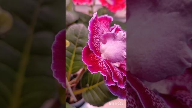 цветение моих глоксиний 🧚♂💓💓💓